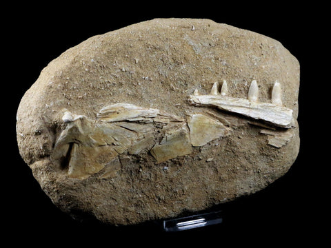 XL Saber Toothed Herring Fish Fossil Jaw Matrix In Enchodus Libycus Cretaceous COA - Fossil Age Minerals