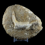 2.7" XL Saber Toothed Herring Fossil Fang Tooth Enchodus Libycus Cretaceous Age