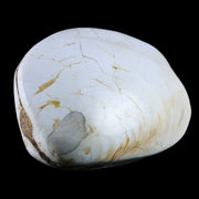 2.9" Clam Fossil Polished Jurassic Madagascar Bivalve Mollusk 150 Million Years Old