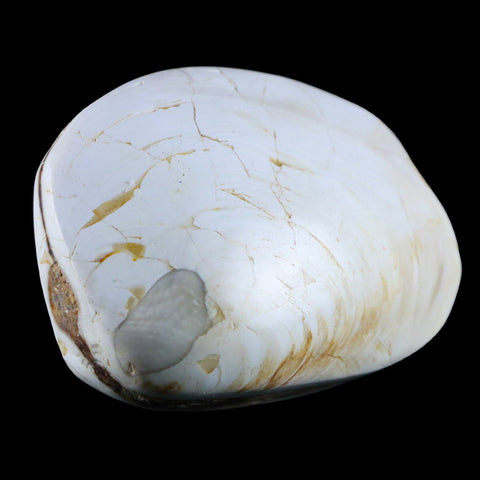 2.9" Clam Fossil Polished Jurassic Madagascar Bivalve Mollusk 150 Million Years Old - Fossil Age Minerals
