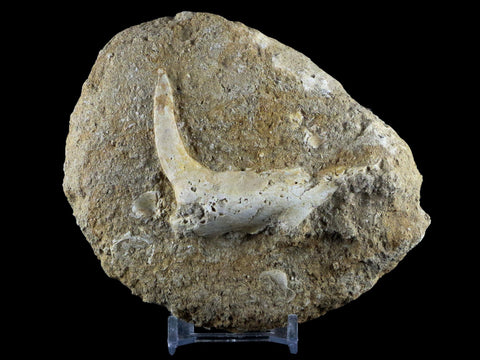 XL 2.7" Saber Toothed Herring Fossil Fang Tooth Enchodus Libycus Cretaceous Age - Fossil Age Minerals