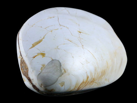 2.9" Clam Fossil Polished Jurassic Madagascar Bivalve Mollusk 150 Million Years Old - Fossil Age Minerals