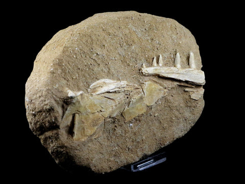 XL Saber Toothed Herring Fish Fossil Jaw Matrix In Enchodus Libycus Cretaceous COA 7.5 Inches Long - Fossil Age Minerals