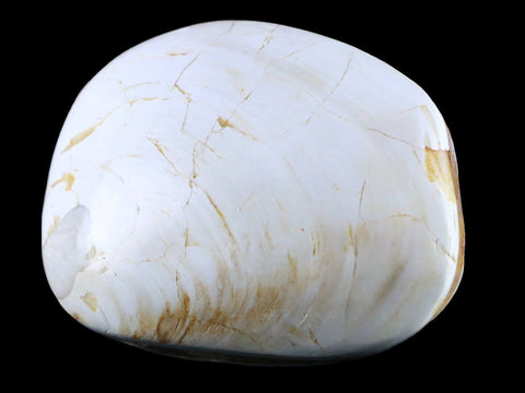 2.9" Clam Fossil Polished Jurassic Madagascar Bivalve Mollusk 150 Million Years Old - Fossil Age Minerals