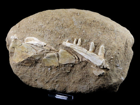 XL Saber Toothed Herring Fish Fossil Jaw Matrix In Enchodus Libycus Cretaceous COA - Fossil Age Minerals