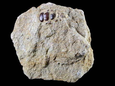 0.8" Bony Fish Fossil Phacodus Punctatus Ray Finned Jaw Teeth In Matrix Morocco - Fossil Age Minerals