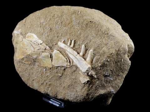 XL Saber Toothed Herring Fish Fossil Jaw Matrix In Enchodus Libycus Cretaceous COA 7.5 Inches Long - Fossil Age Minerals