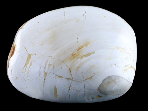 2.9" Clam Fossil Polished Jurassic Madagascar Bivalve Mollusk 150 Million Years Old - Fossil Age Minerals