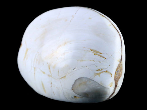 2.9" Clam Fossil Polished Jurassic Madagascar Bivalve Mollusk 150 Million Years Old - Fossil Age Minerals
