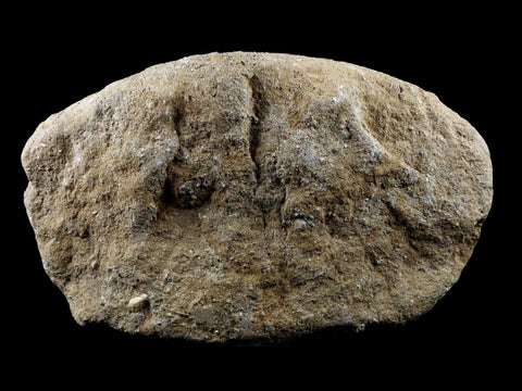 XL Saber Toothed Herring Fish Fossil Jaw Matrix In Enchodus Libycus Cretaceous COA 7.5 Inches Long - Fossil Age Minerals