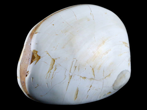 2.9" Clam Fossil Polished Jurassic Madagascar Bivalve Mollusk 150 Million Years Old - Fossil Age Minerals