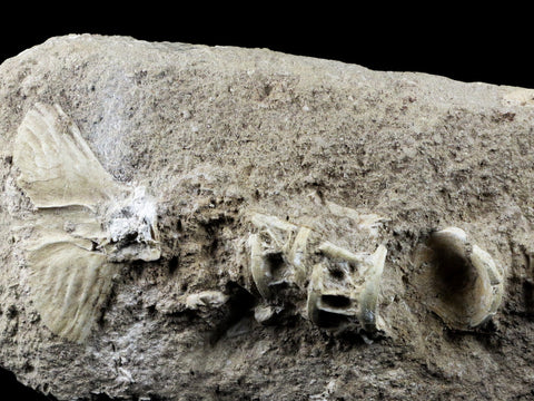 Saber Toothed Herring Fish Fossil Vertebra Matrix In Enchodus Libycus Cretaceous COA 9.2 Inches Long - Fossil Age Minerals