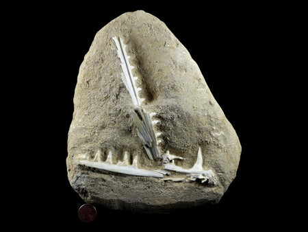 XL Saber Toothed Herring Fish Fossil Jaw Matrix In Enchodus Libycus Cretaceous COA 8.2 Inches Long