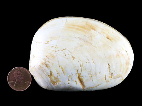 3.2" Clam Fossil Polished Jurassic Madagascar Bivalve Mollusk 150 Million Years Old - Fossil Age Minerals