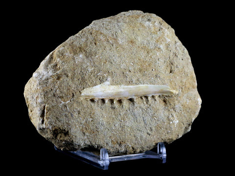 Saber Toothed Herring Fish Fossil Jaw Matrix In Enchodus Libycus Cretaceous COA - Fossil Age Minerals