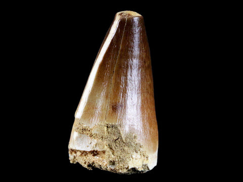 1.9" Mosasaur Prognathodon Fossil Tooth Cretaceous Dinosaur Era COA & Stand - Fossil Age Minerals