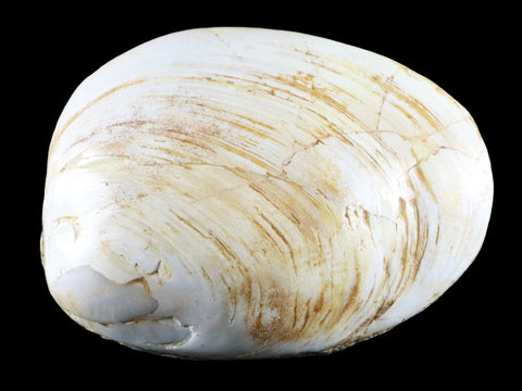 3" Clam Fossil Polished Jurassic Madagascar Bivalve Mollusk 150 Million Years Old - Fossil Age Minerals