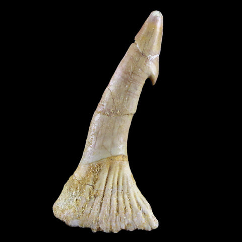2.2" Sawfish Fossil Tooth Barb Onchopristis Numidus Cretaceous Dinosaur Era COA - Fossil Age Minerals