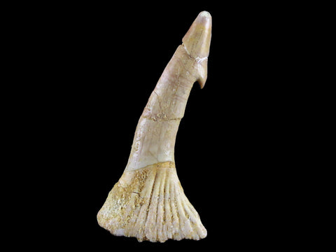 2.2" Sawfish Fossil Tooth Barb Onchopristis Numidus Cretaceous Dinosaur Era COA - Fossil Age Minerals