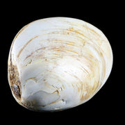 3" Clam Fossil Polished Jurassic Madagascar Bivalve Mollusk 150 Million Years Old