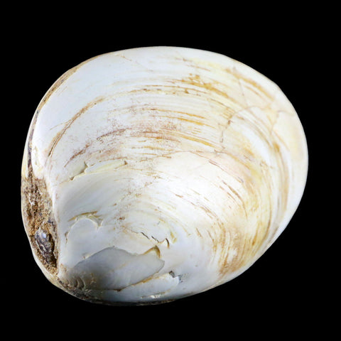 3" Clam Fossil Polished Jurassic Madagascar Bivalve Mollusk 150 Million Years Old - Fossil Age Minerals