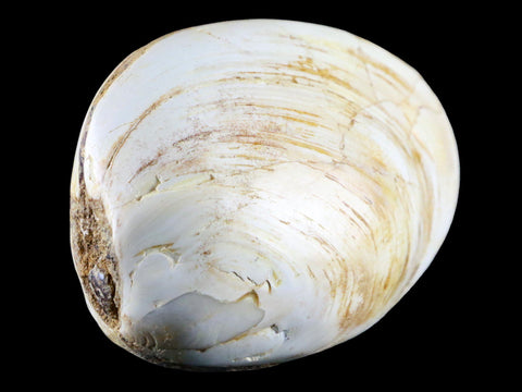 3" Clam Fossil Polished Jurassic Madagascar Bivalve Mollusk 150 Million Years Old - Fossil Age Minerals
