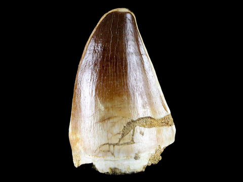 1.9" Mosasaur Prognathodon Fossil Tooth Cretaceous Dinosaur Era COA & Stand - Fossil Age Minerals