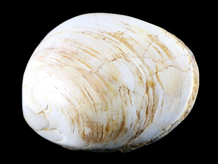 3" Clam Fossil Polished Jurassic Madagascar Bivalve Mollusk 150 Million Years Old