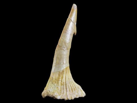2.2" Sawfish Fossil Tooth Barb Onchopristis Numidus Cretaceous Dinosaur Era COA - Fossil Age Minerals