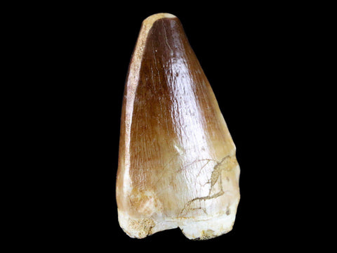 1.9" Mosasaur Prognathodon Fossil Tooth Cretaceous Dinosaur Era COA & Stand - Fossil Age Minerals