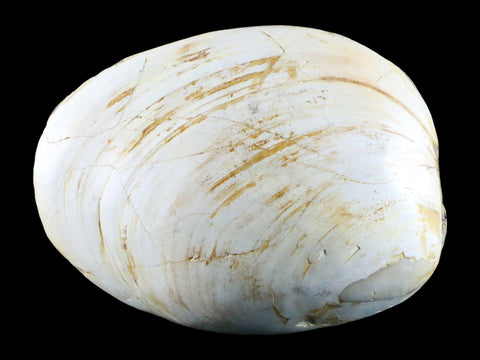 3" Clam Fossil Polished Jurassic Madagascar Bivalve Mollusk 150 Million Years Old - Fossil Age Minerals