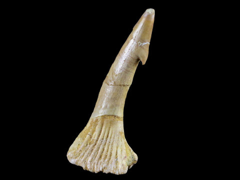 2.2" Sawfish Fossil Tooth Barb Onchopristis Numidus Cretaceous Dinosaur Era COA - Fossil Age Minerals