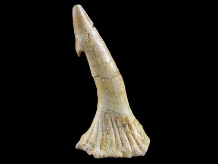2.2" Sawfish Fossil Tooth Barb Onchopristis Numidus Cretaceous Dinosaur Era COA