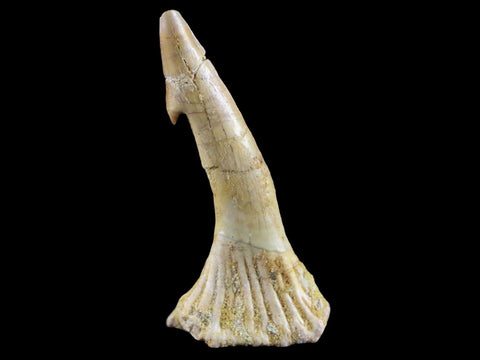 2.2" Sawfish Fossil Tooth Barb Onchopristis Numidus Cretaceous Dinosaur Era COA - Fossil Age Minerals