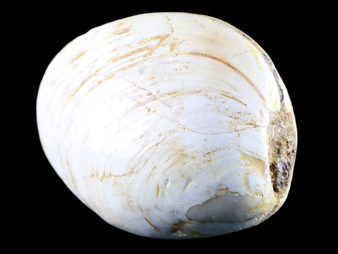 3" Clam Fossil Polished Jurassic Madagascar Bivalve Mollusk 150 Million Years Old - Fossil Age Minerals
