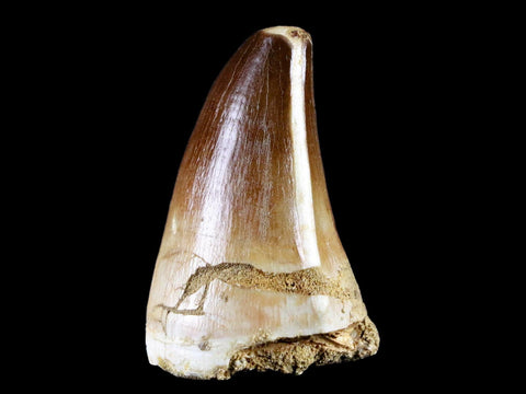 1.9" Mosasaur Prognathodon Fossil Tooth Cretaceous Dinosaur Era COA & Stand - Fossil Age Minerals