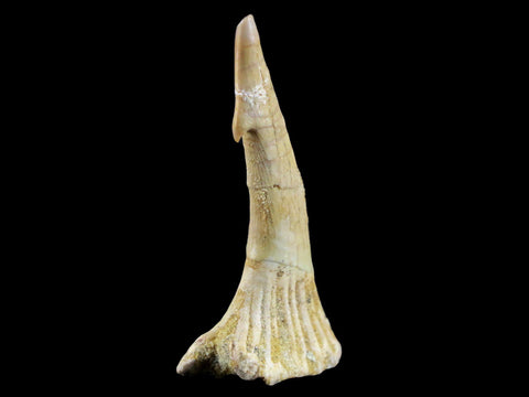 2.2" Sawfish Fossil Tooth Barb Onchopristis Numidus Cretaceous Dinosaur Era COA - Fossil Age Minerals