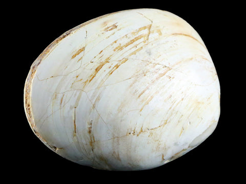 3" Clam Fossil Polished Jurassic Madagascar Bivalve Mollusk 150 Million Years Old - Fossil Age Minerals