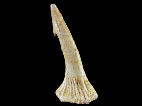 2.2" Sawfish Fossil Tooth Barb Onchopristis Numidus Cretaceous Dinosaur Era COA - Fossil Age Minerals