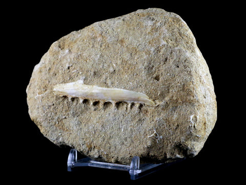 2.7" Saber Toothed Herring Fish Fossil Jaw Matrix In Enchodus Libycus Cretaceous COA - Fossil Age Minerals