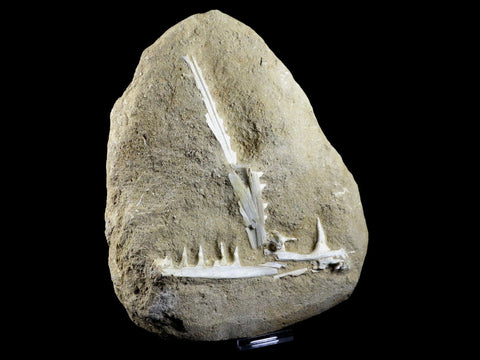 XL Saber Toothed Herring Fish Fossil Jaw Matrix In Enchodus Libycus Cretaceous COA 8.2 Inches Long - Fossil Age Minerals