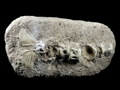 Saber Toothed Herring Fish Fossil Vertebra Matrix In Enchodus Libycus Cretaceous COA 9.2 Inches Long - Fossil Age Minerals