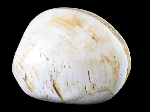 3.2" Clam Fossil Polished Jurassic Madagascar Bivalve Mollusk 150 Million Years Old - Fossil Age Minerals