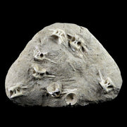 Saber Toothed Herring Fish Fossil Vertebra Matrix In Enchodus Libycus Cretaceous COA 10 Inches Long