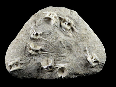 Saber Toothed Herring Fish Fossil Vertebra Matrix In Enchodus Libycus Cretaceous COA 10 Inches Long