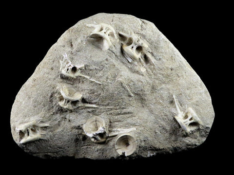 Saber Toothed Herring Fish Fossil Vertebra Matrix In Enchodus Libycus Cretaceous COA 10 Inches Long - Fossil Age Minerals