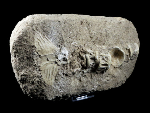 Saber Toothed Herring Fish Fossil Vertebra Matrix In Enchodus Libycus Cretaceous COA 9.2 Inches Long - Fossil Age Minerals