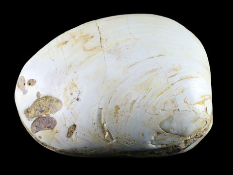 3.2" Clam Fossil Polished Jurassic Madagascar Bivalve Mollusk 150 Million Years Old - Fossil Age Minerals