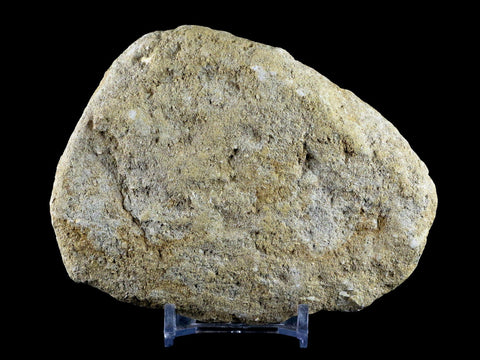 Saber Toothed Herring Fish Fossil Jaw Matrix In Enchodus Libycus Cretaceous COA - Fossil Age Minerals