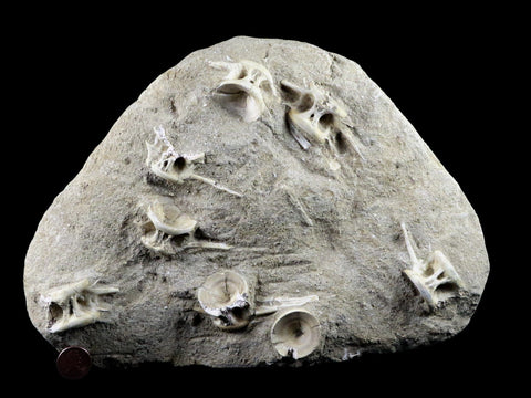 Saber Toothed Herring Fish Fossil Vertebra Matrix In Enchodus Libycus Cretaceous COA 10 Inches Long - Fossil Age Minerals